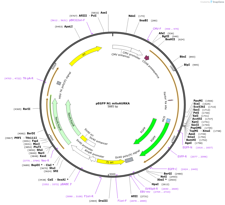 157754-plasmid-map-sequence-id-310828