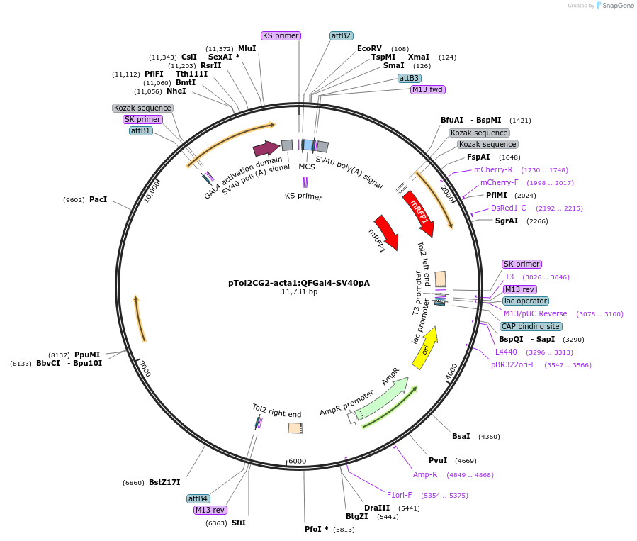 155121-plasmid-map-sequence-id-310830