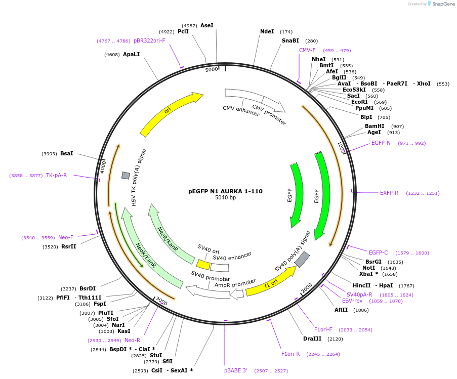 157755-plasmid-map-sequence-id-310832