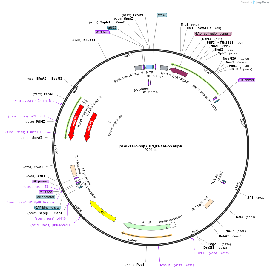 155120-plasmid-map-sequence-id-310833