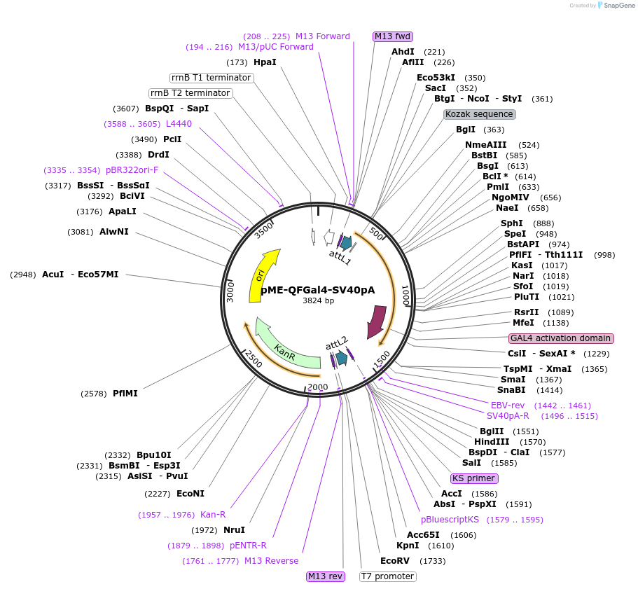 155118-plasmid-map-sequence-id-310836