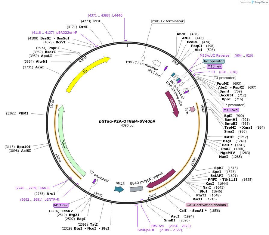 155127-plasmid-map-sequence-id-310839