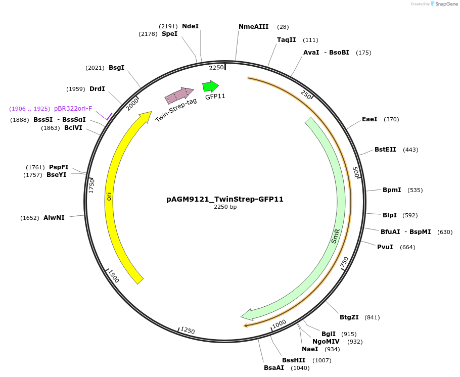 153514-plasmid-map-sequence-id-310849
