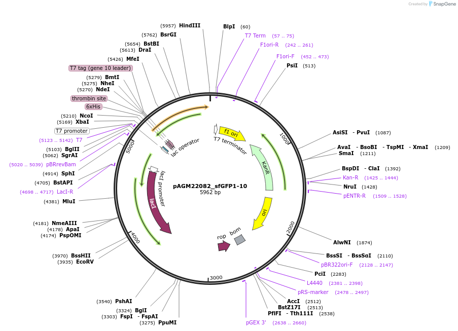 153515-plasmid-map-sequence-id-310856