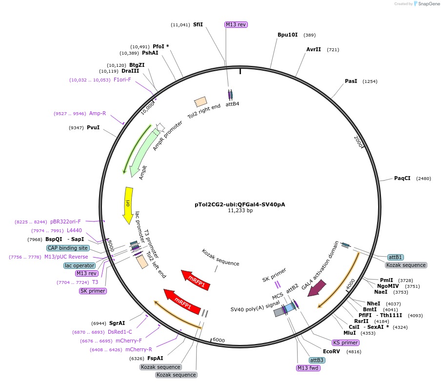 155119-plasmid-map-sequence-id-310858