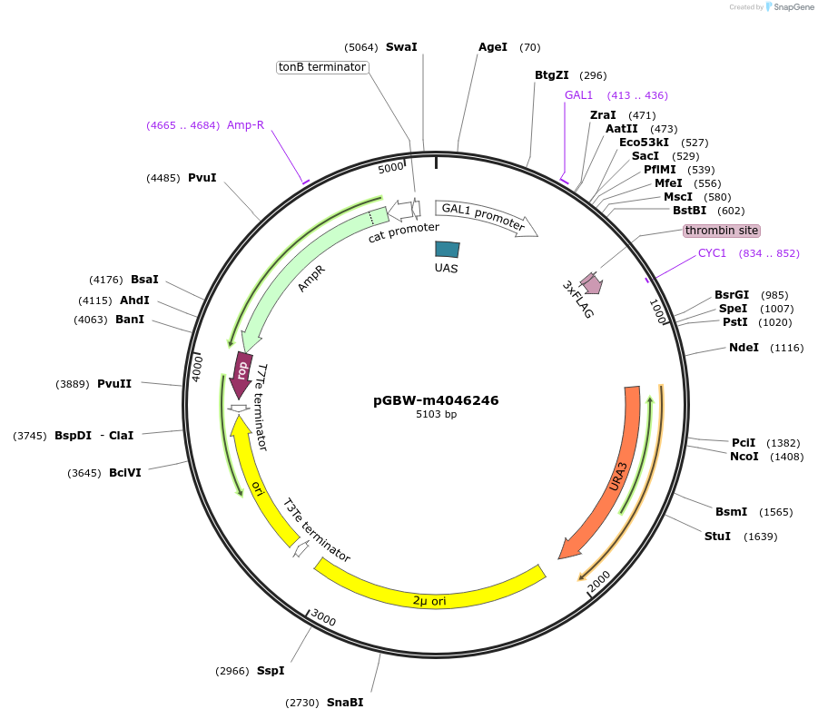145553-plasmid-map-sequence-id-310871