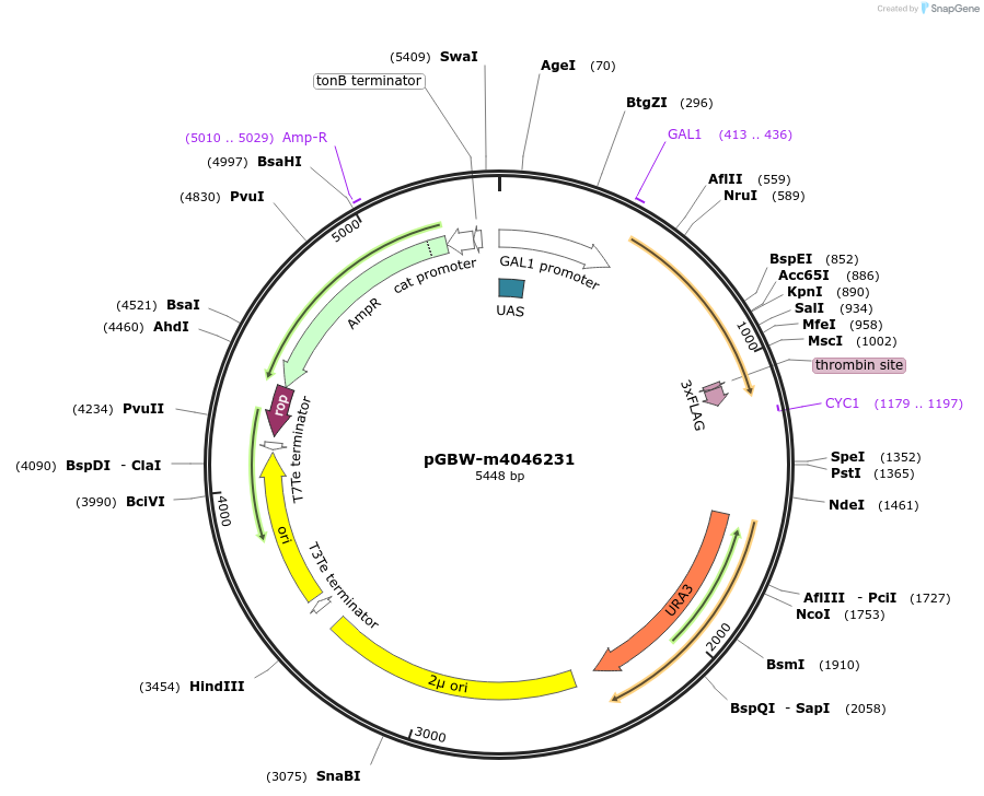 145451-plasmid-map-sequence-id-310873
