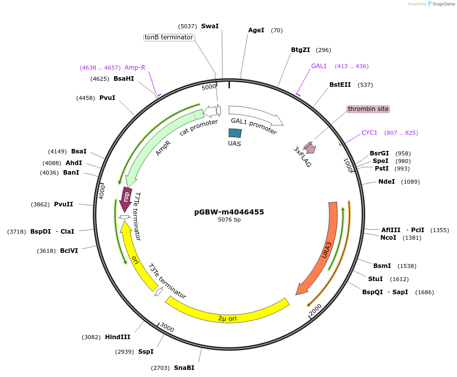 145487-plasmid-map-sequence-id-310875