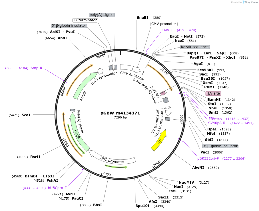 152394-plasmid-map-sequence-id-310887