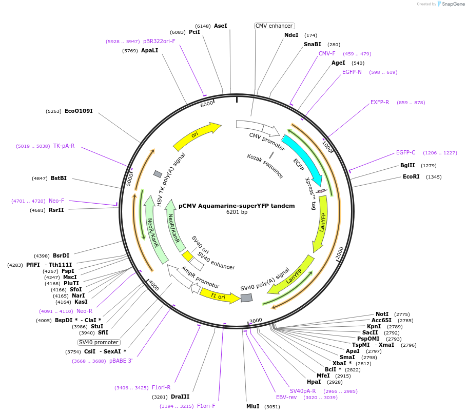 157776-plasmid-map-sequence-id-310893