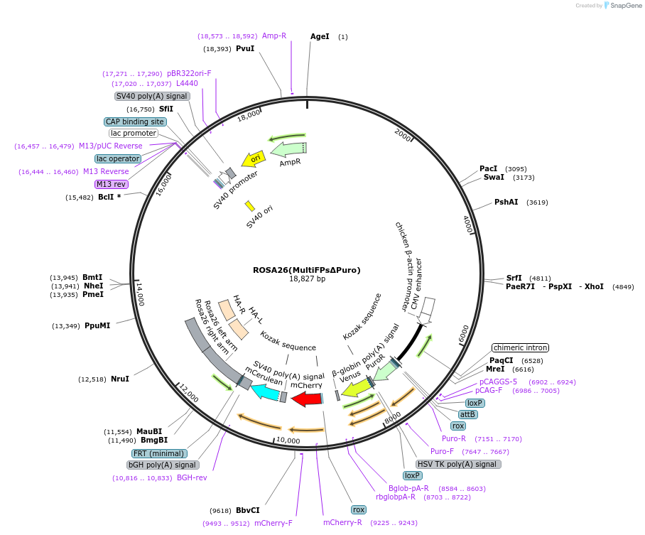 140759-plasmid-map-sequence-id-311014