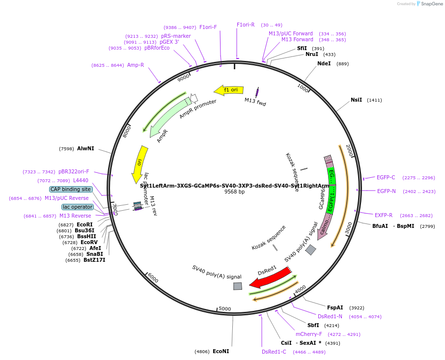 159636-plasmid-map-sequence-id-311020