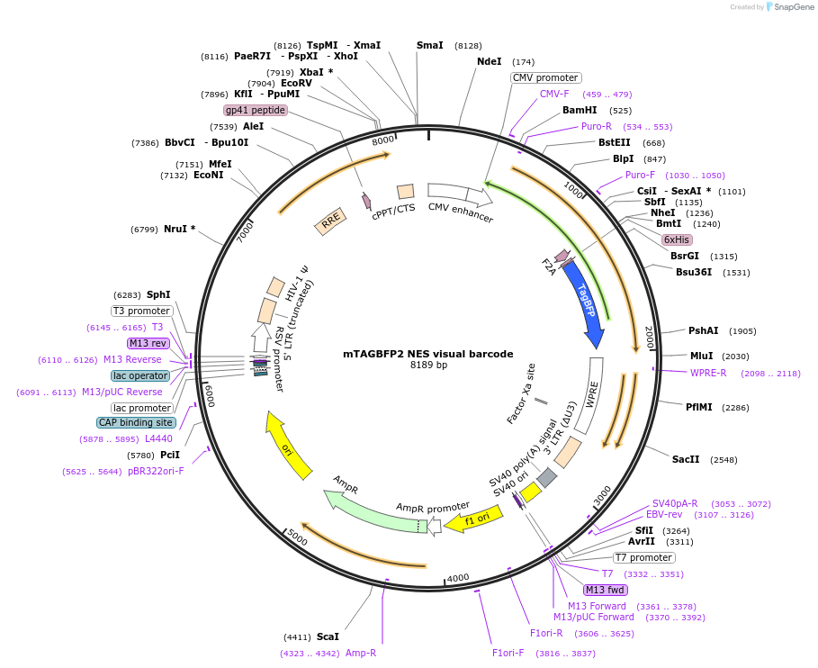 158667-plasmid-map-sequence-id-311022
