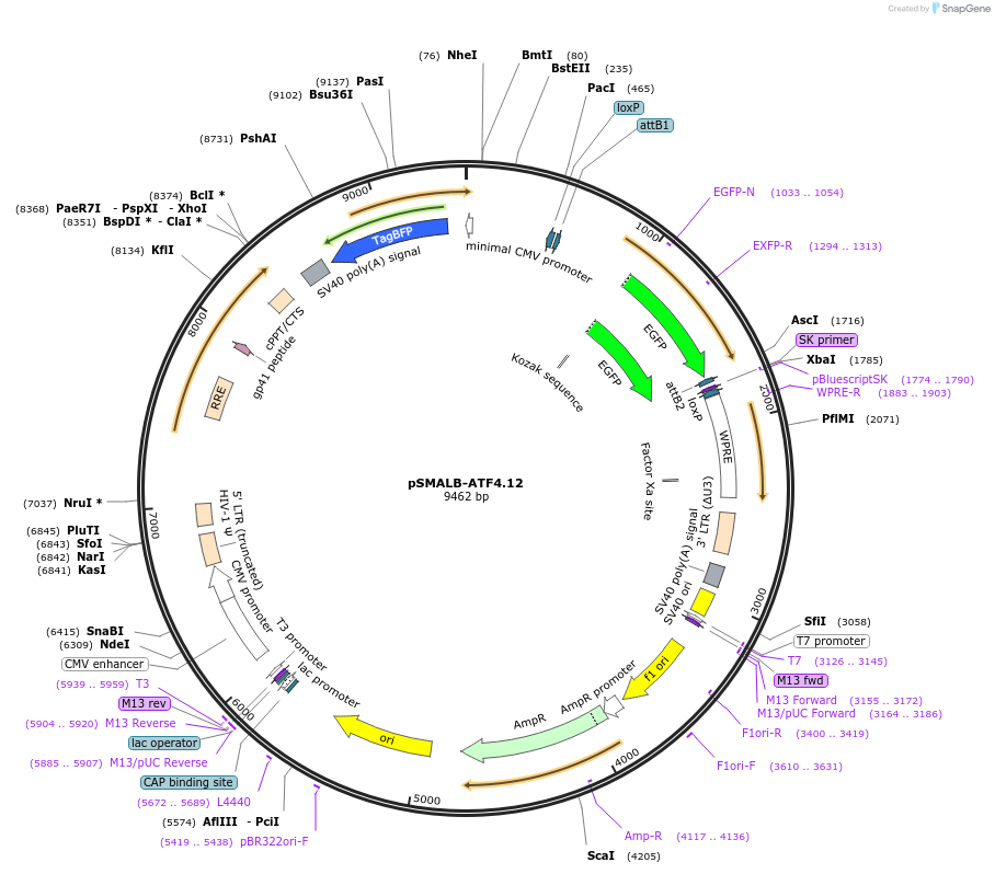 155033-plasmid-map-sequence-id-311023