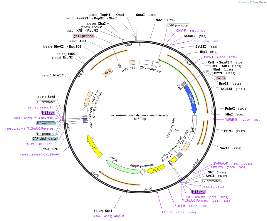 158668-plasmid-map-sequence-id-311025