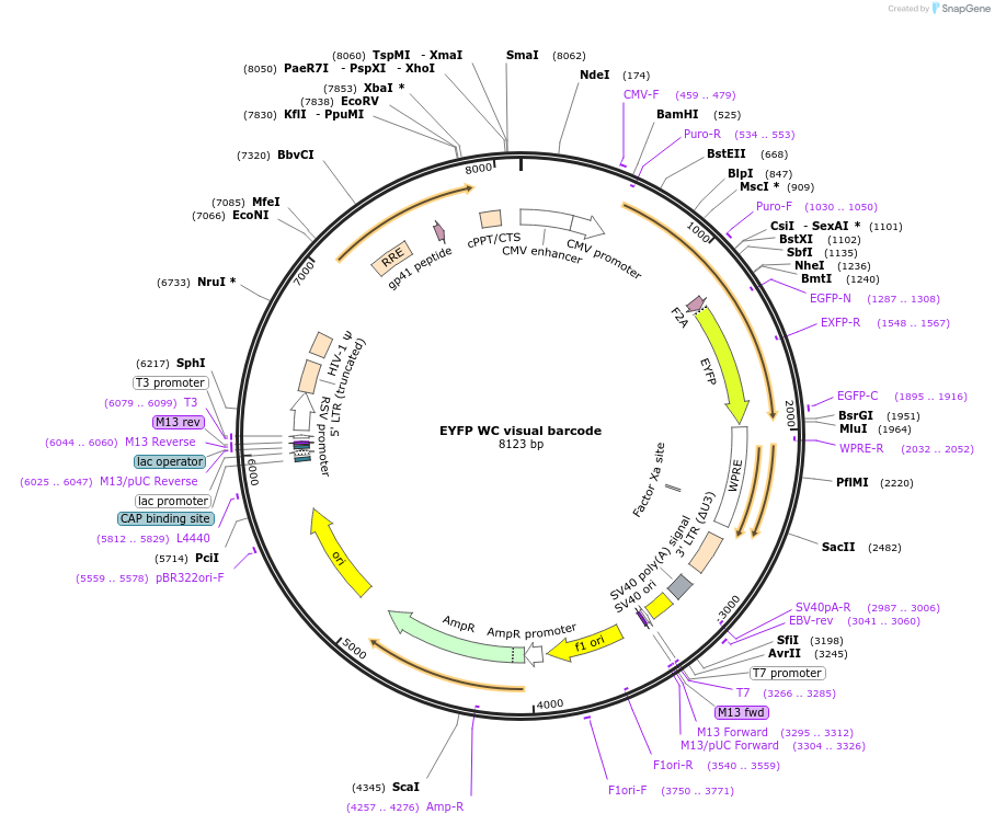 158675-plasmid-map-sequence-id-311035