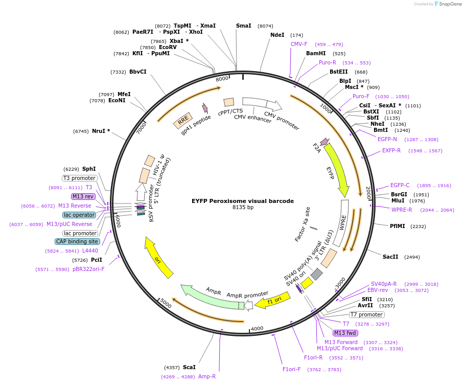 158677-plasmid-map-sequence-id-311037