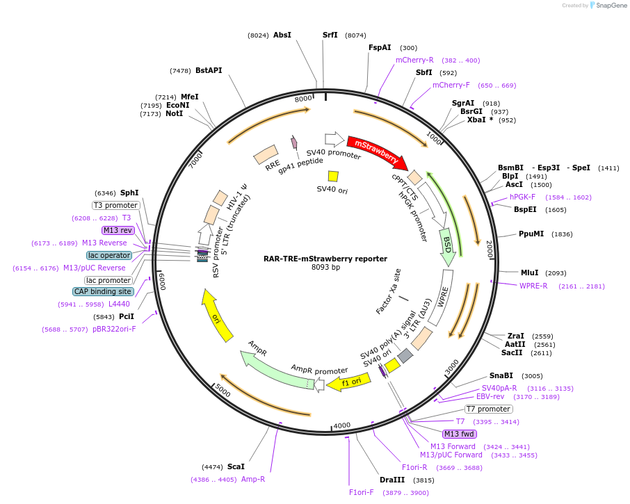 158683-plasmid-map-sequence-id-311040
