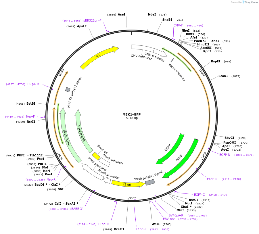 14746-plasmid-map-sequence-id-311041