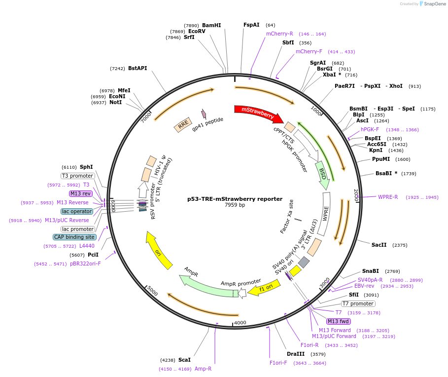 158684-plasmid-map-sequence-id-311042