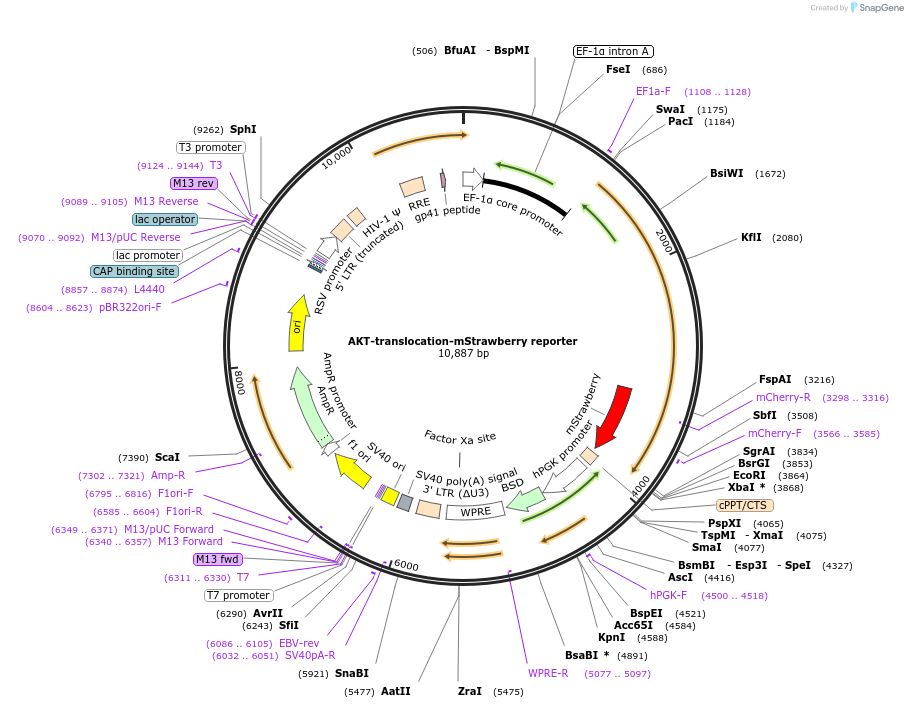 158685-plasmid-map-sequence-id-311043