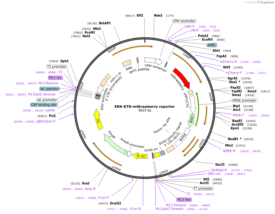 158686-plasmid-map-sequence-id-311044