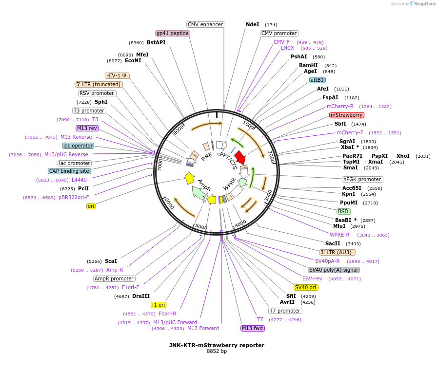 158689-plasmid-map-sequence-id-311046