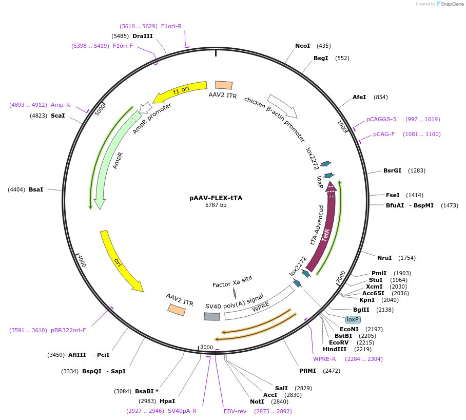 149363-plasmid-map-sequence-id-311049