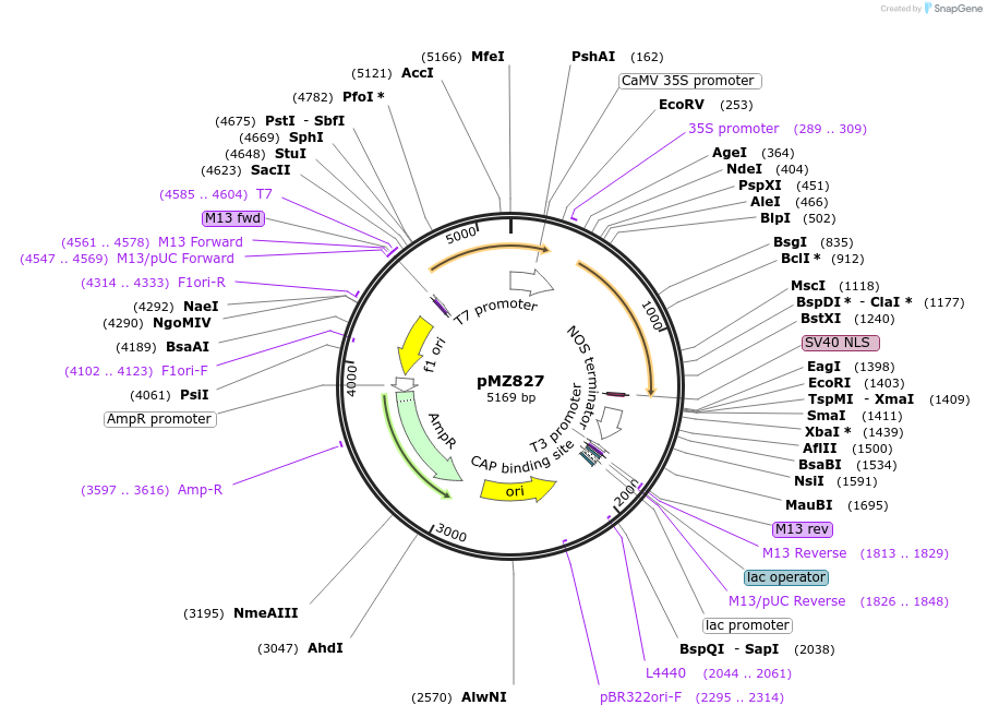 155321-plasmid-map-sequence-id-311051