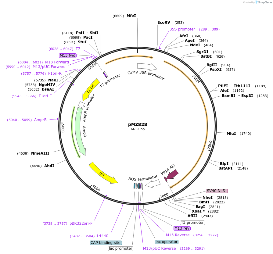 155322-plasmid-map-sequence-id-311055