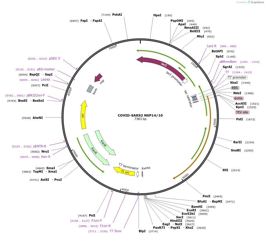 159613-plasmid-map-sequence-id-311056