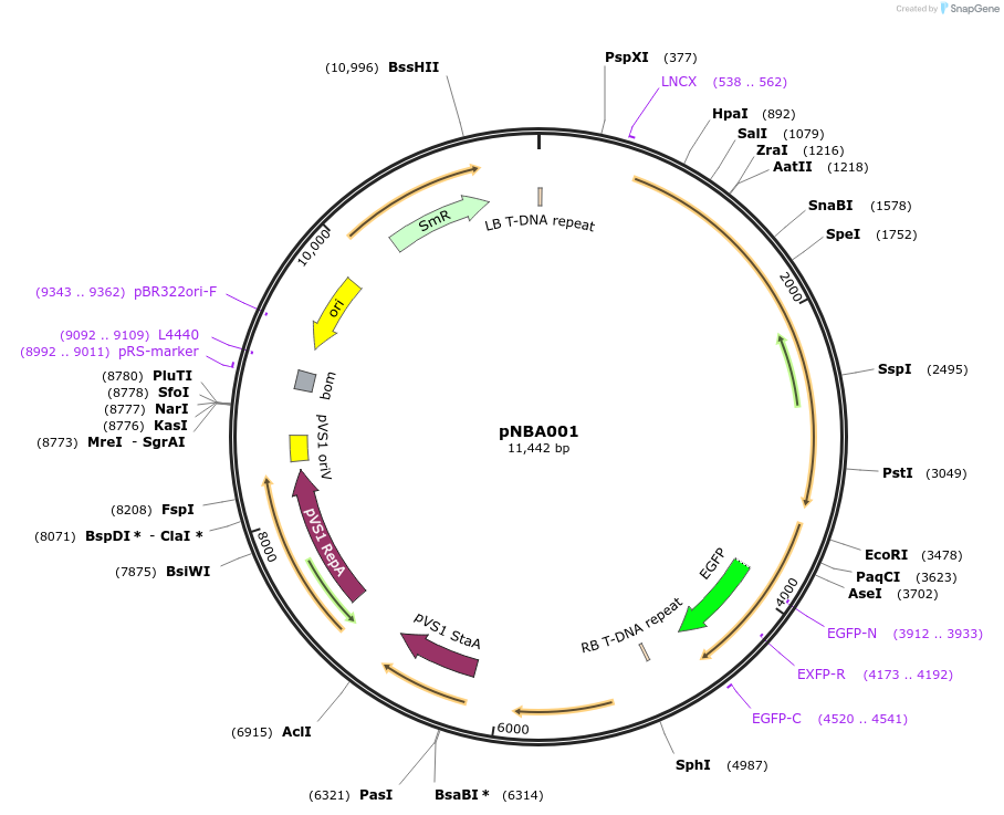 155323-plasmid-map-sequence-id-311058