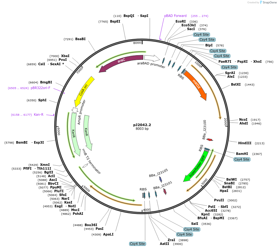 140670-plasmid-map-sequence-id-311059