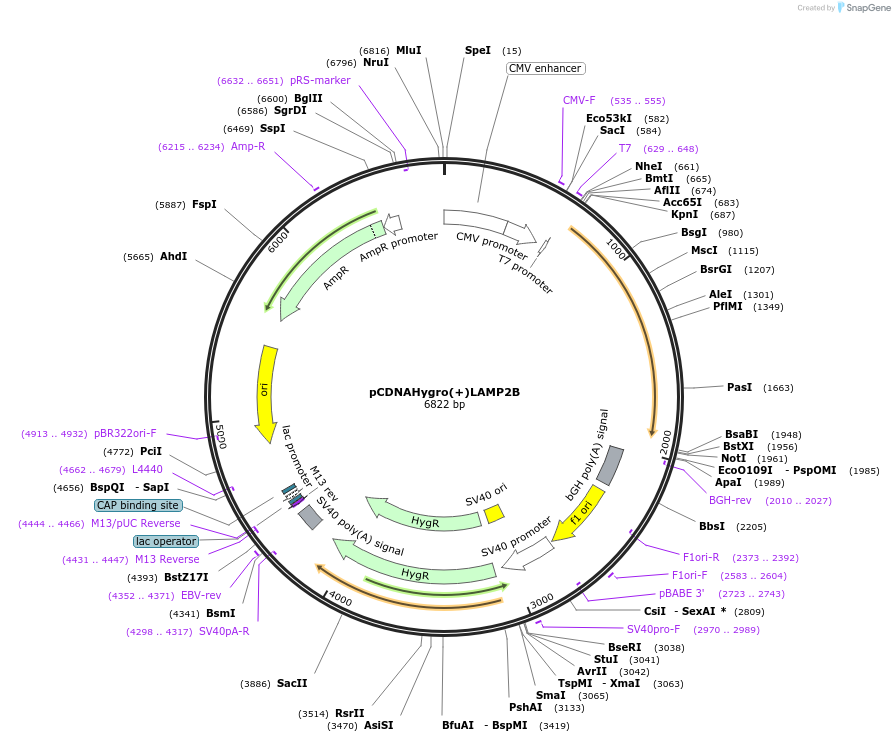 86029-plasmid-map-sequence-id-311062