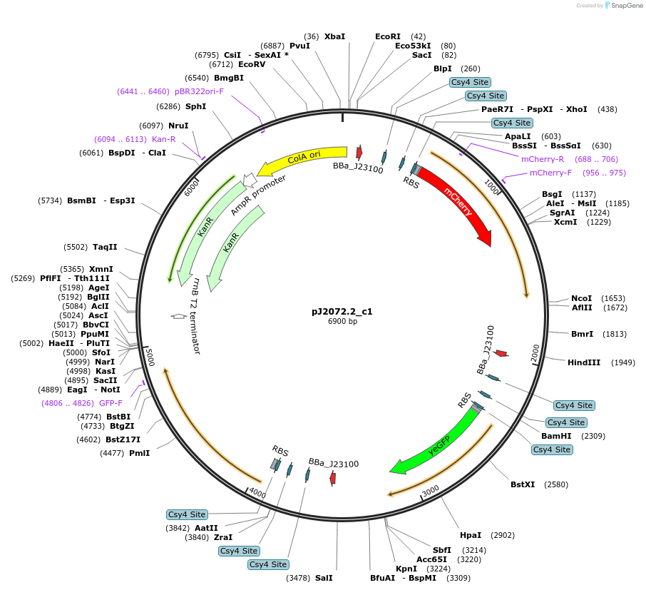140675-plasmid-map-sequence-id-311063
