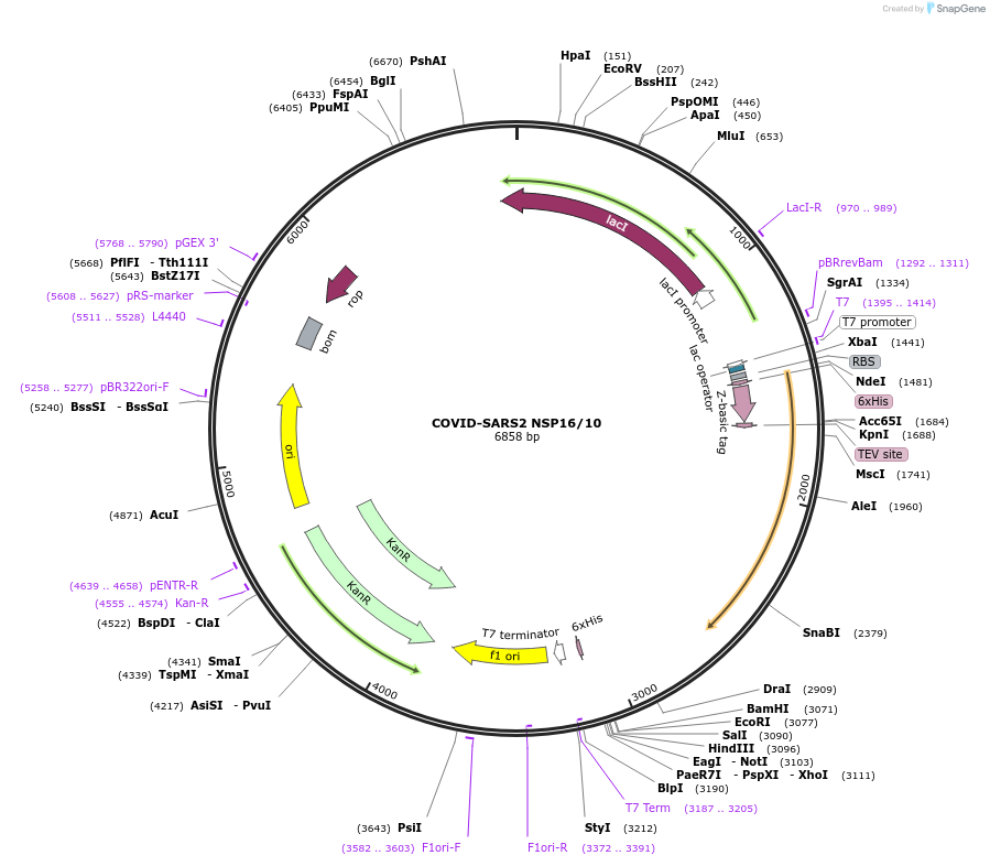 159615-plasmid-map-sequence-id-311066