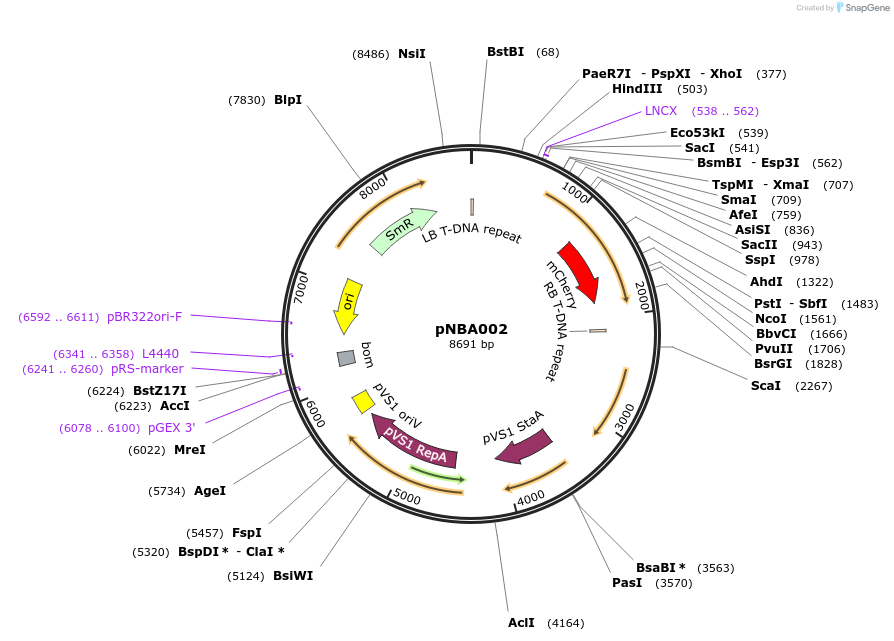 155324-plasmid-map-sequence-id-311068