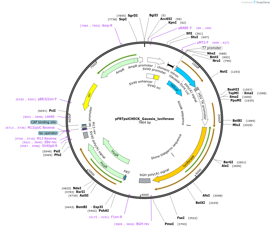 154459-plasmid-map-sequence-id-311086