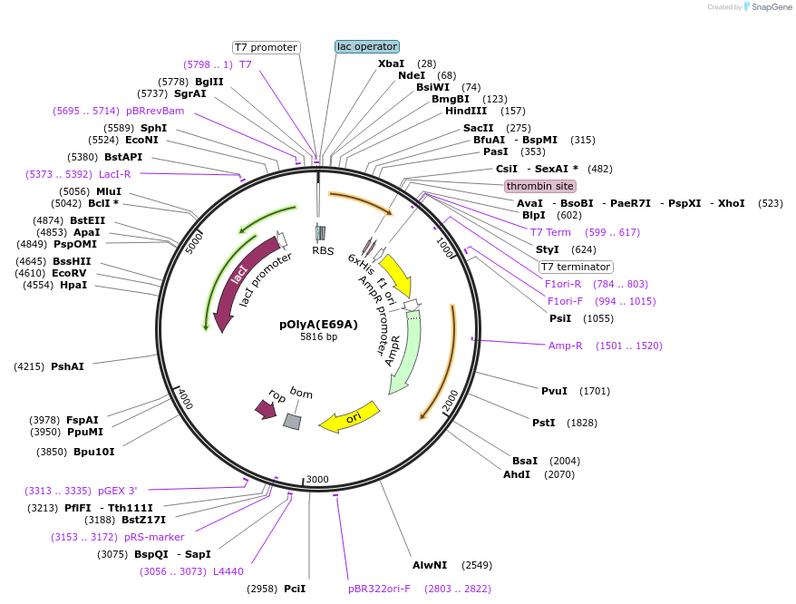 132392-plasmid-map-sequence-id-311090