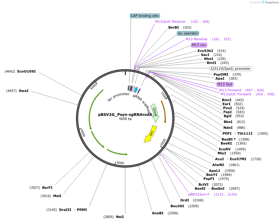149568-plasmid-map-sequence-id-311091