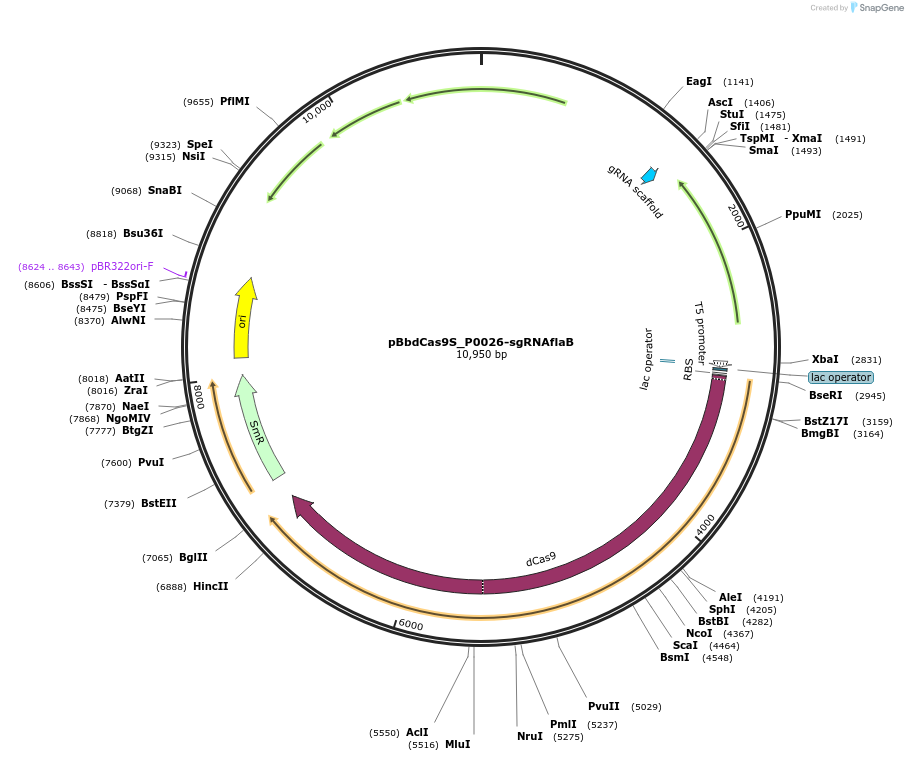 149646-plasmid-map-sequence-id-311093
