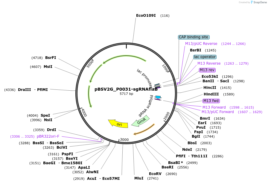 149630-plasmid-map-sequence-id-311094