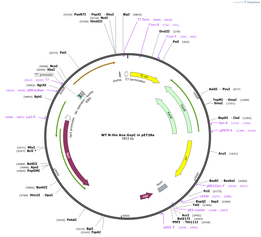 153294-plasmid-map-sequence-id-311101