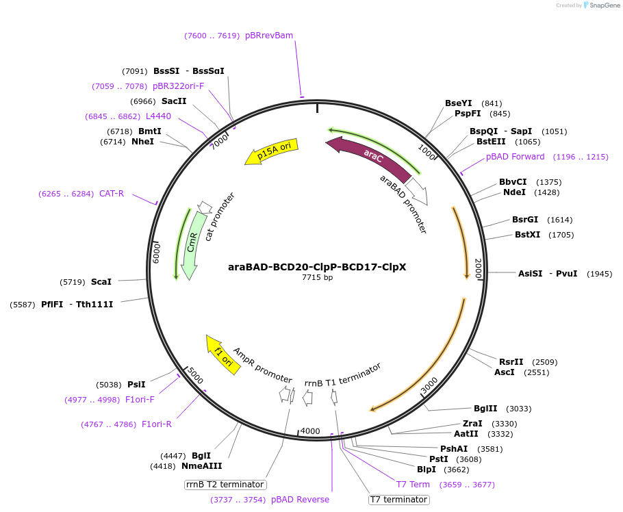 153301-plasmid-map-sequence-id-311106