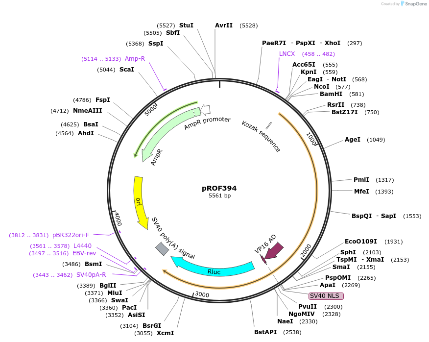 155333-plasmid-map-sequence-id-311116