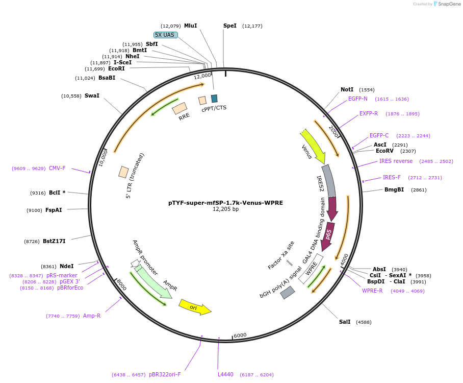 156396-plasmid-map-sequence-id-311136