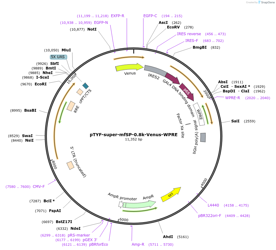 156397-plasmid-map-sequence-id-311137
