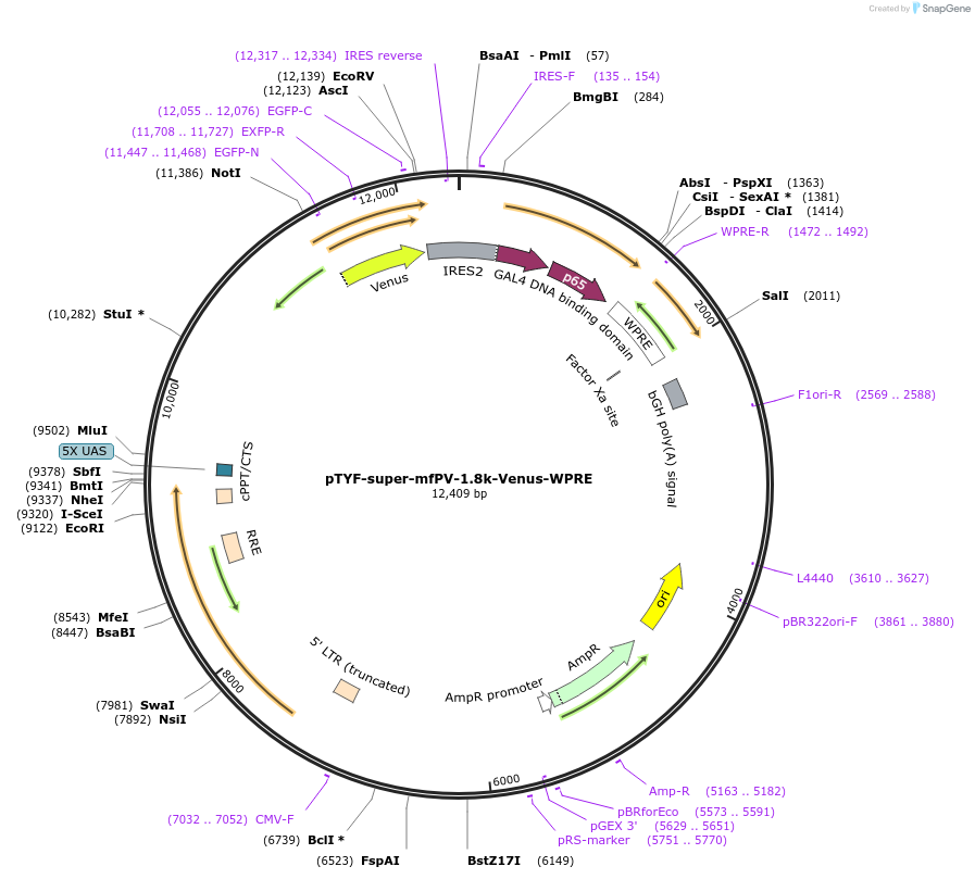 156398-plasmid-map-sequence-id-311138