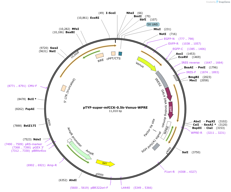 156392-plasmid-map-sequence-id-311139