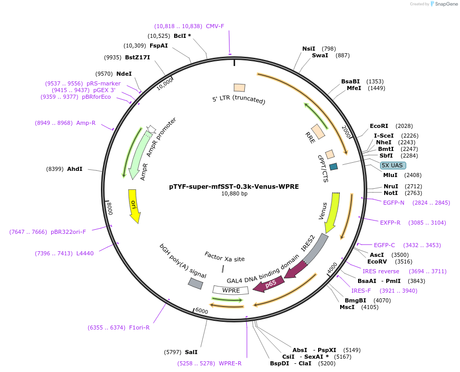 156393-plasmid-map-sequence-id-311140